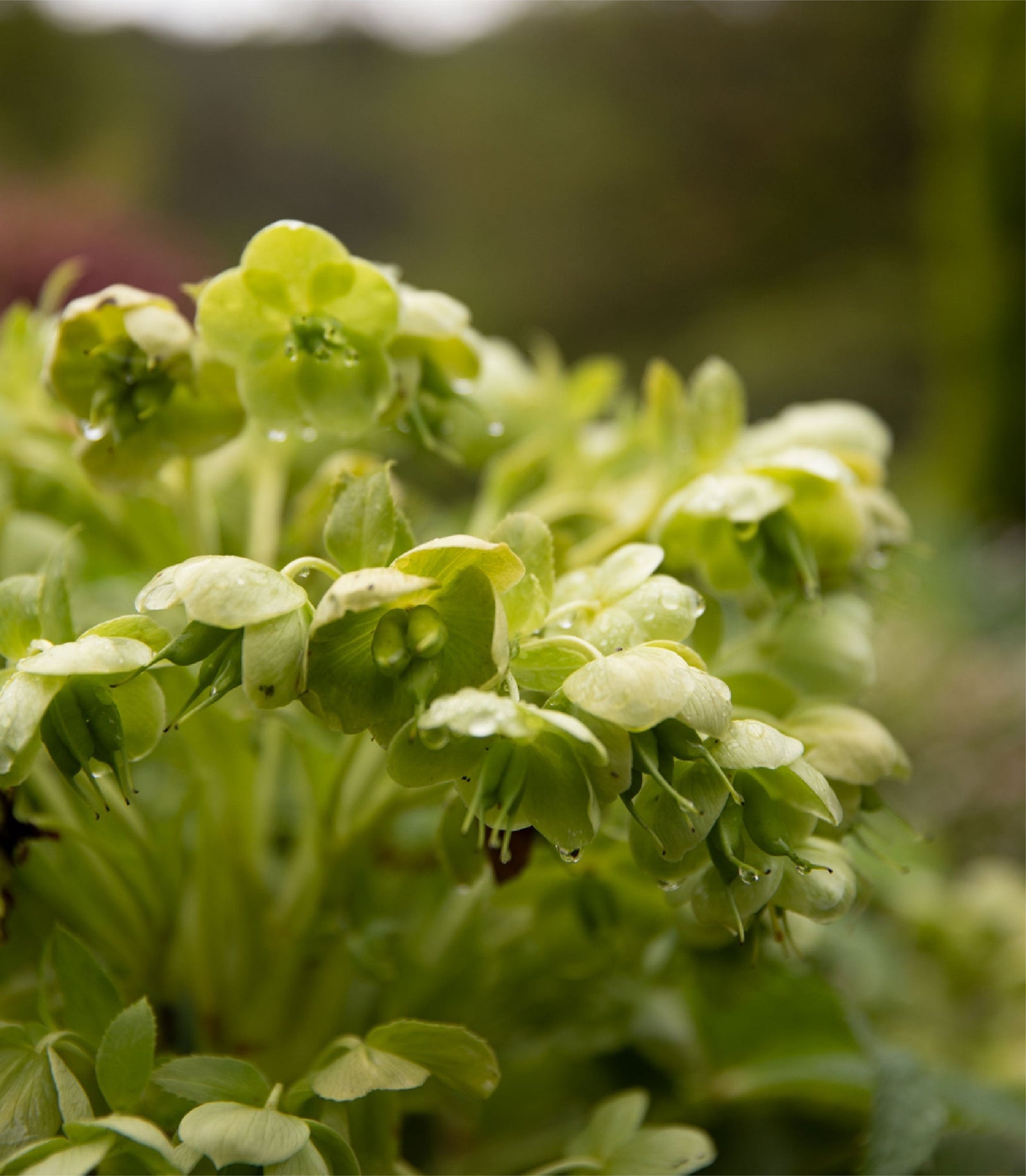 Bobby Gordon & Rowena Henry's Gembrook Garden