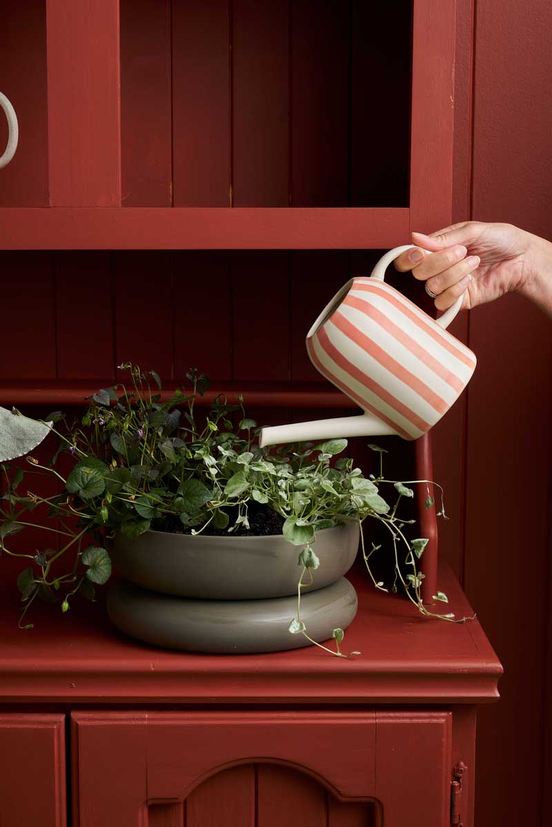 Watering Can / Coral Plant Parent